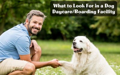What to Look For in a Dog Daycare/Boarding Facility