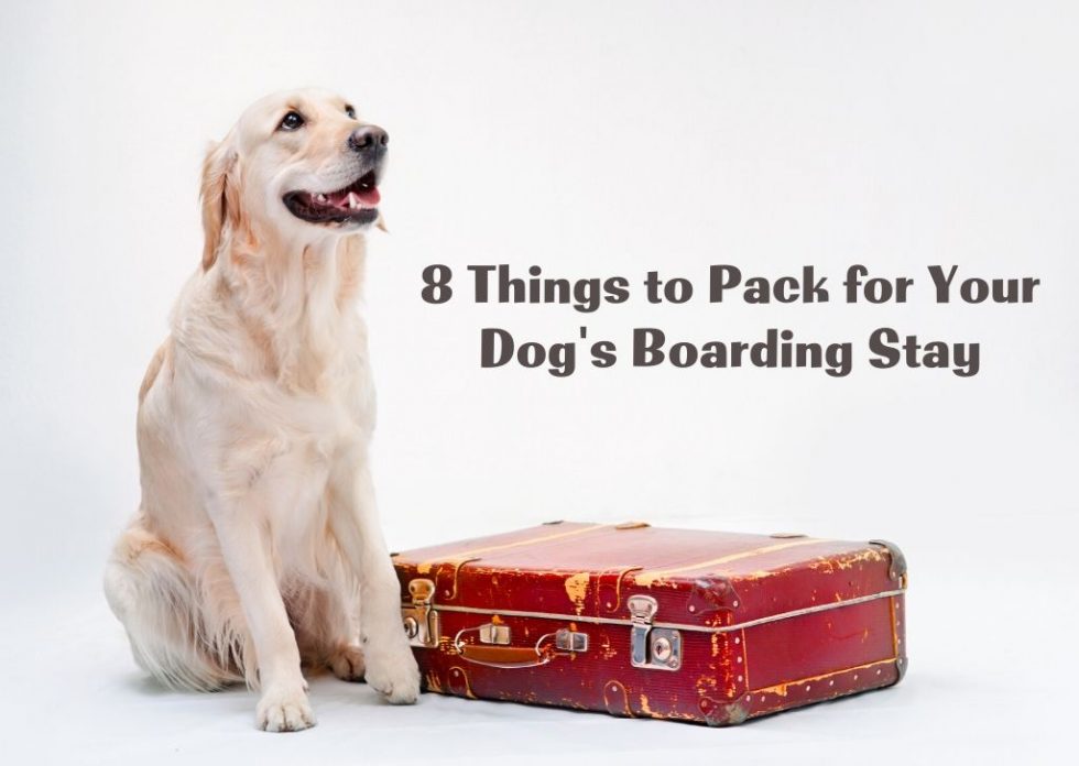 8 Things to Pack for Your Dog’s Boarding Stay | The Dog Nest
