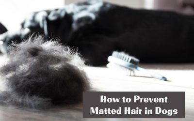 How to Prevent Matted Hair in Dogs
