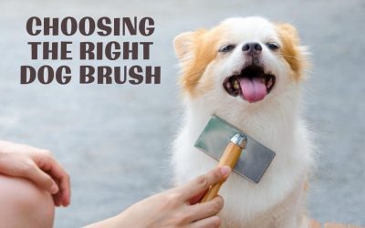 Choosing the Right Dog Brush