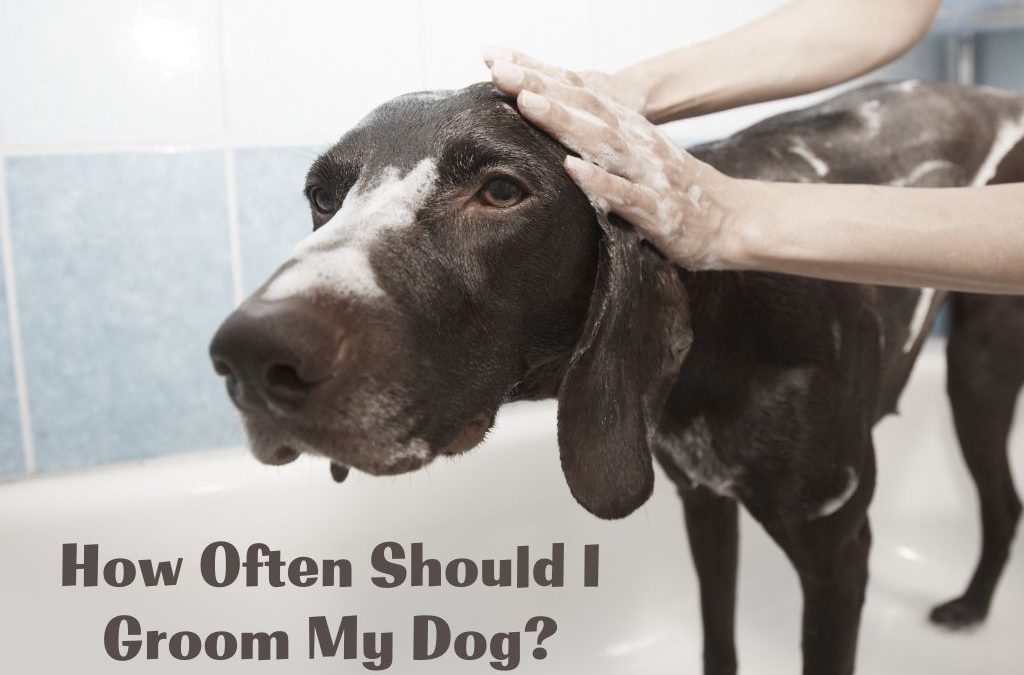 how often to groom my dog