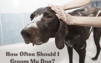 How Often Should I Groom My Dog?