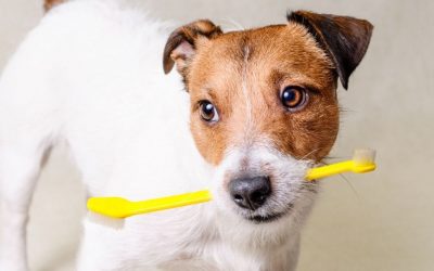 Why Dental Care is Critical to Your Dog’s Health