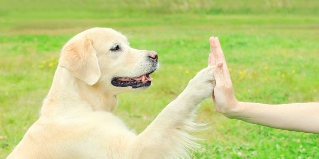 dog training positive reinforcement