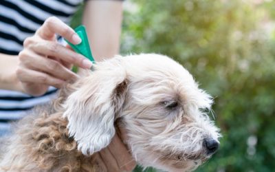 Protect Your Dog From Fleas and Ticks