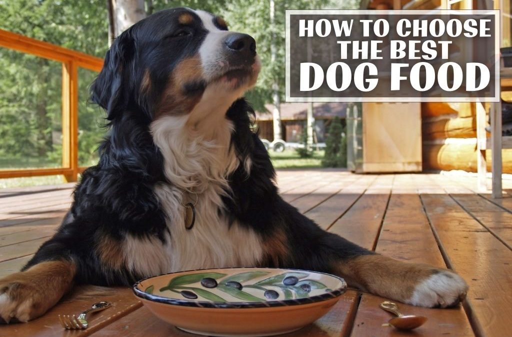 How To Choose The Best Dog Food
