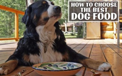 How To Choose The Best Dog Food