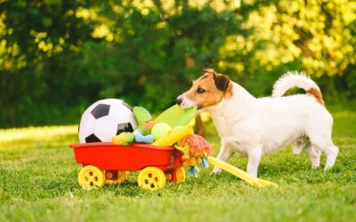 How To Find The Best Dog Toys