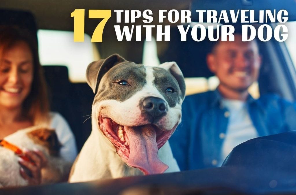tips for traveling with your dog
