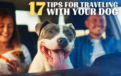 17 Tips For Traveling With Your Dog
