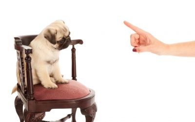 10 Dog Behavior Problems and How To Change Them