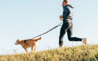 How Much Does Your Dog Need To Exercise?
