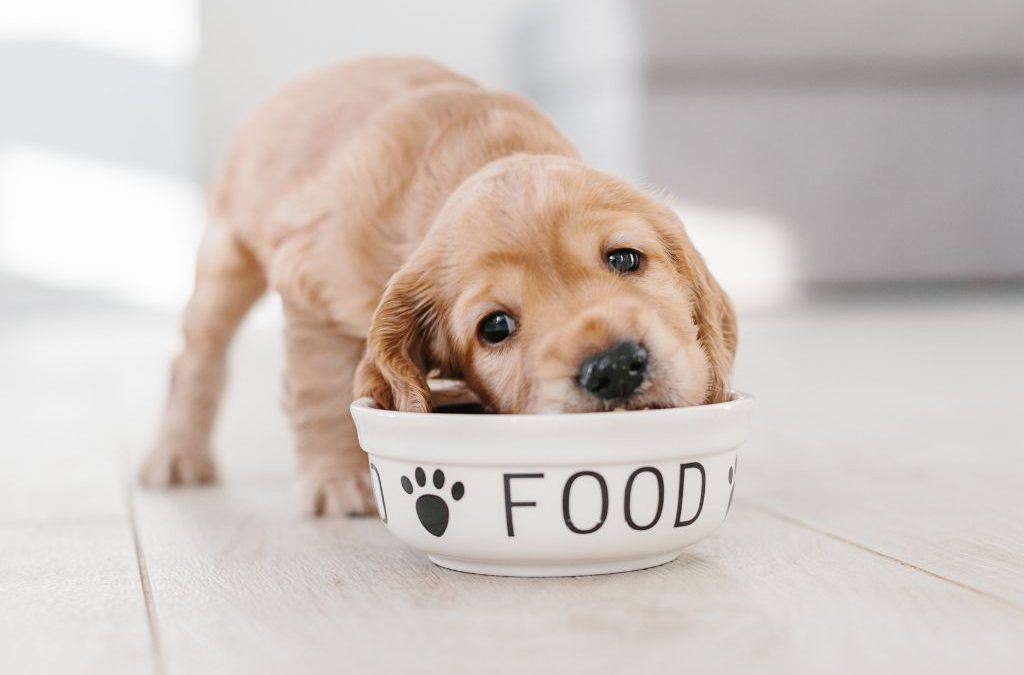 What You Need to Know About Homemade Dog Food