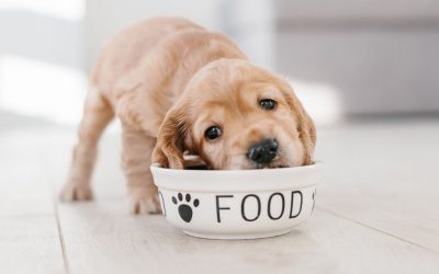 What You Need to Know About Homemade Dog Food
