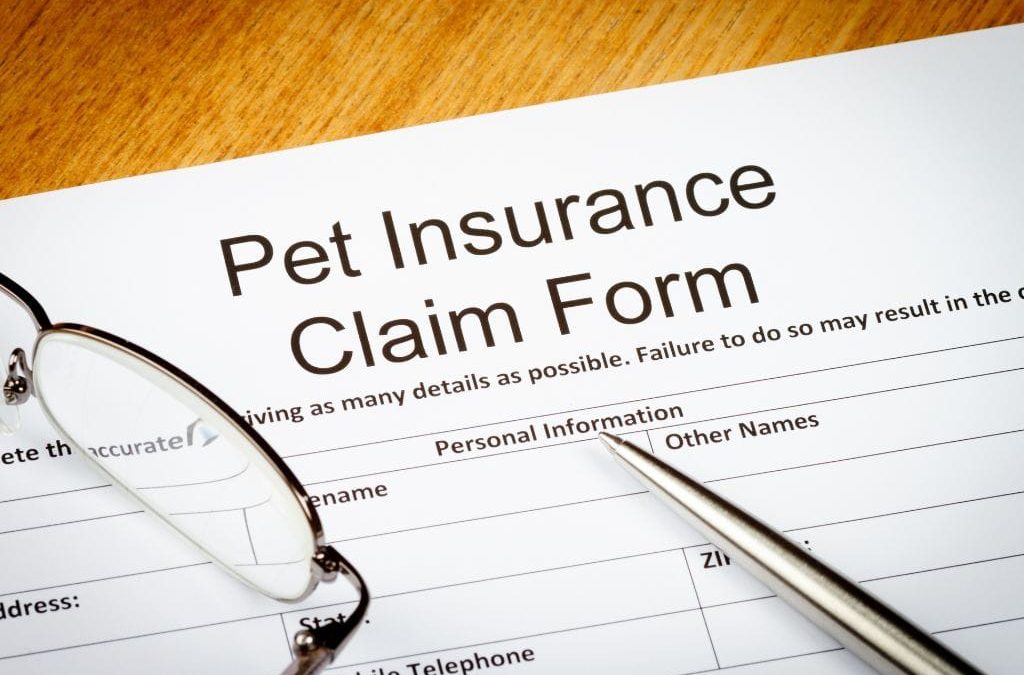 Is Pet Insurance Right For You?