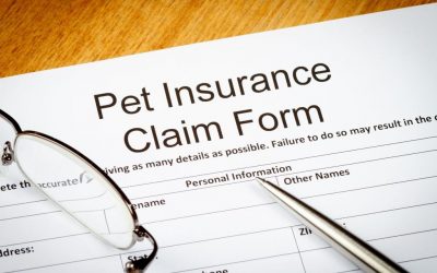 Is Pet Insurance Right For You?