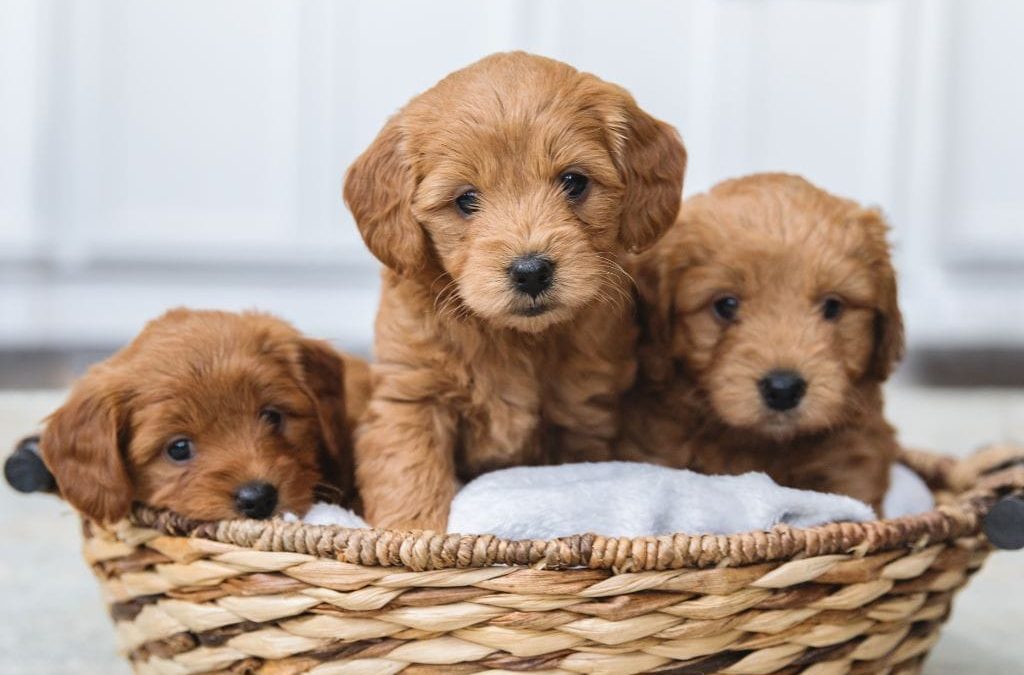 What You Should Know About Dog Breeders