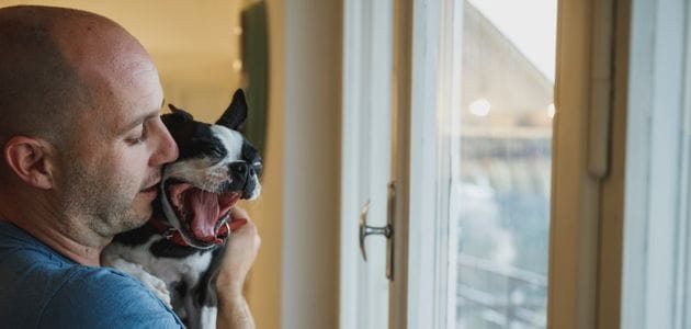 dogs with separation anxiety