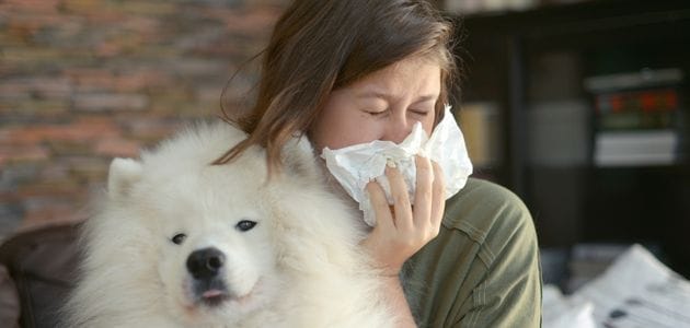 understanding dogs allergies