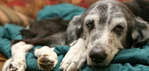 caring for senior dogs