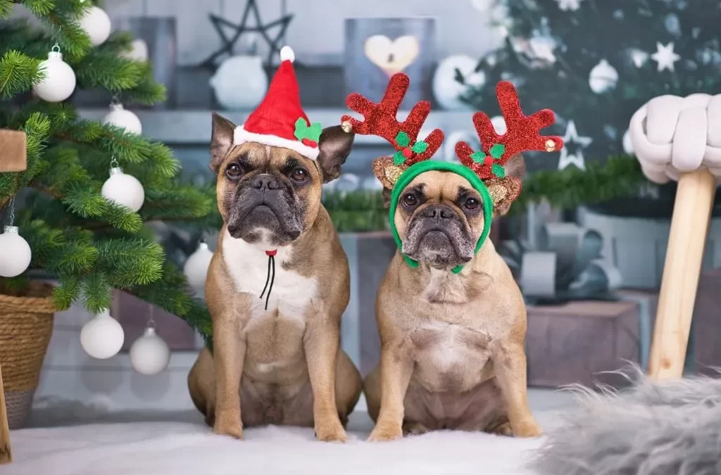 holiday pet safety