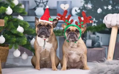 Holiday Pet Safety: What You Need To Know