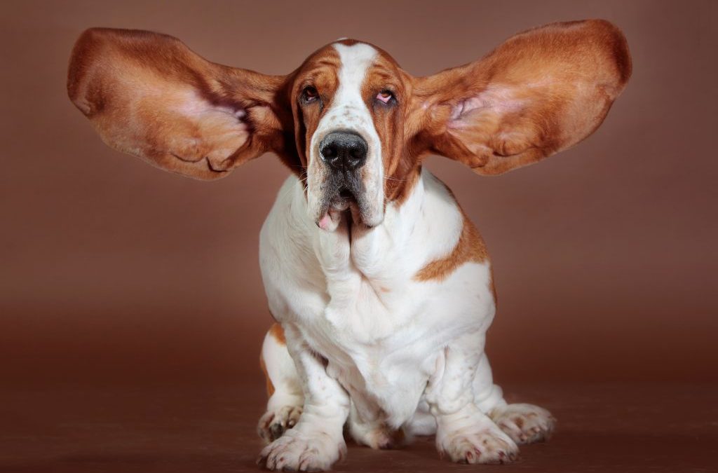 How To Prevent Ear Infections in Dogs