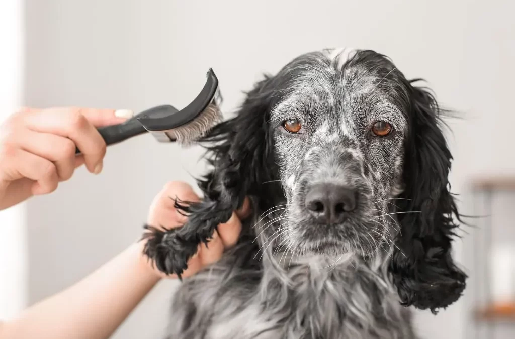 Matted Dog Hair: Why It’s Dangerous and How to Prevent It