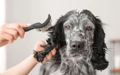 Matted Dog Hair: Why It’s Dangerous and How to Prevent It