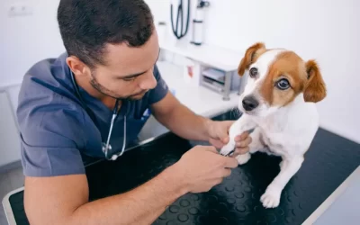 Tips for Stress-Free Dog Nail Trimming