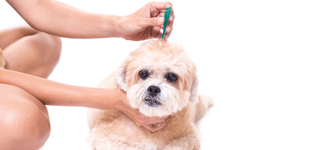 tick prevention for dogs