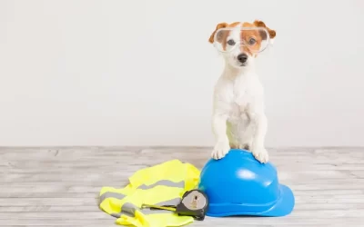 Keeping Your Dog Safe During Home Renovations