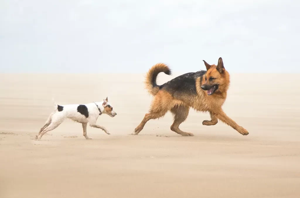 Can Large and Small Dogs Play Together Safely
