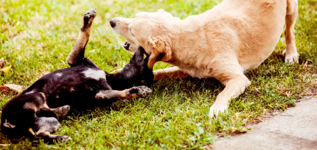 dogs playing behavior