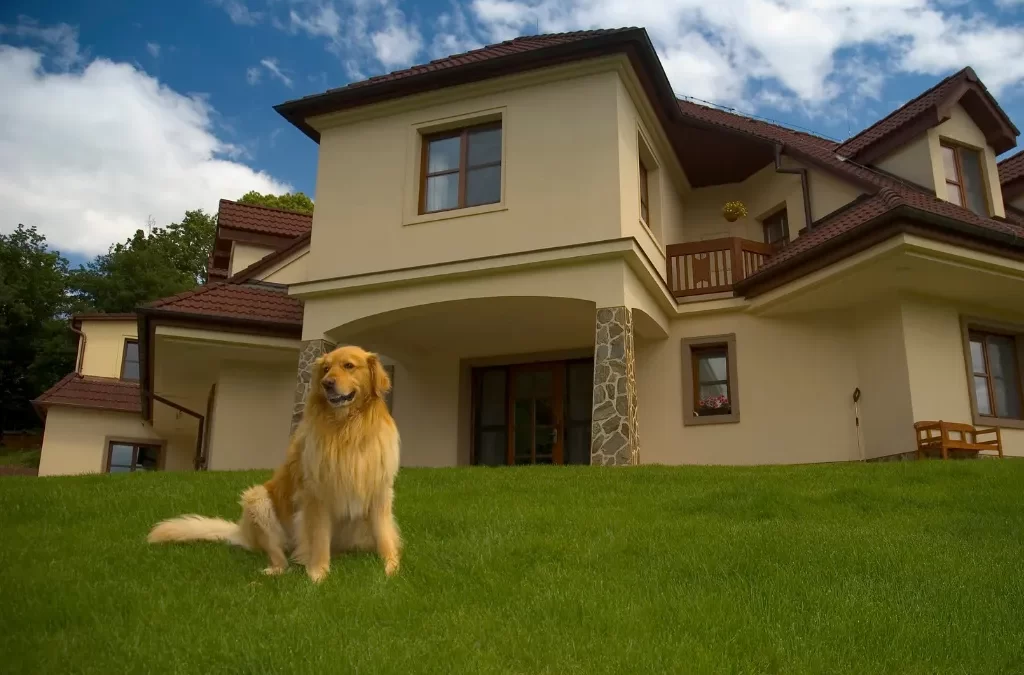 Designing a Dog-Friendly House