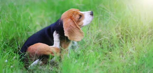 dangerous bugs and rodents for dogs