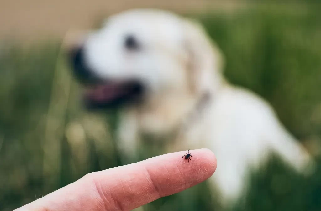 Keeping Your Dog Safe from Pests