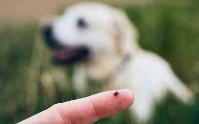 Keeping Your Dog Safe from Pests