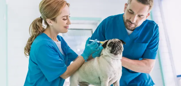 regular vet check-ups