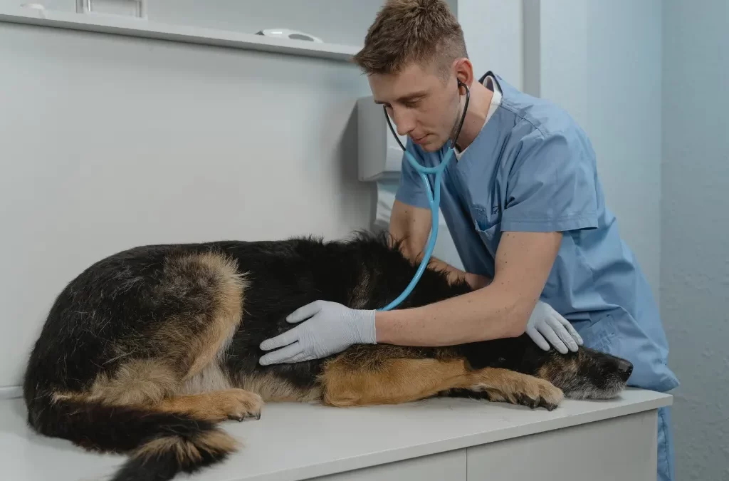 The Importance of Regular Vet Check-ups for Your Dog’s Health