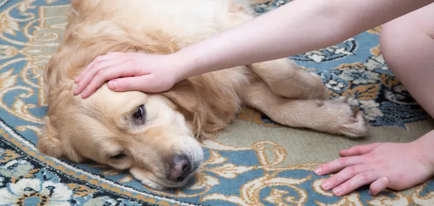 Causes for dog lethargy after boarding