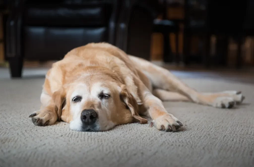 Why is My Dog Lethargic After a Boarding Stay?