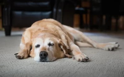 Why is My Dog Lethargic After a Boarding Stay?