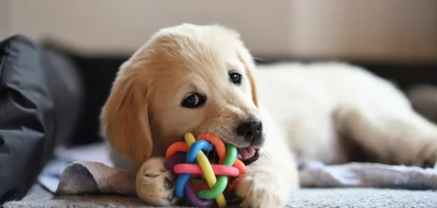 puppy toys