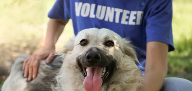 dog shelter volunteer