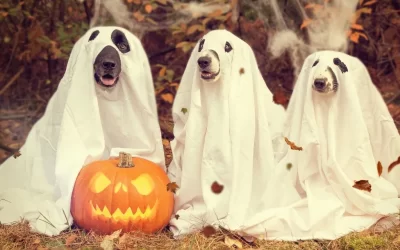 How to Keep Your Dog Safe and Happy this Halloween Season
