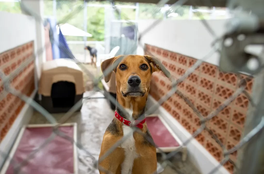What You Need to Know About Dog Shelters