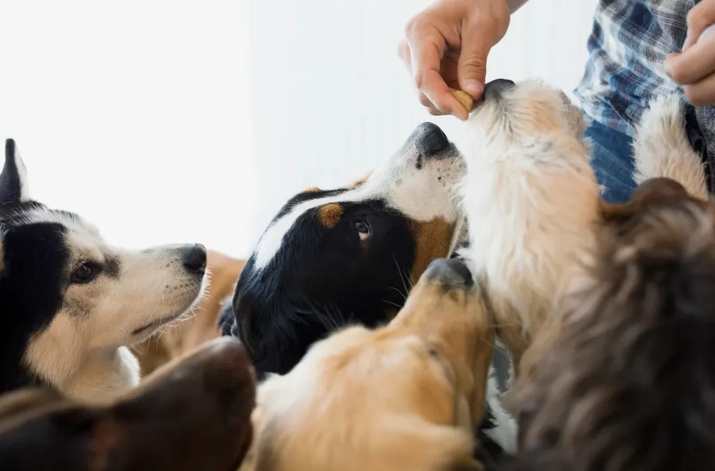 How Regular Daycare Can Improve Your Dog’s Behavior at Home