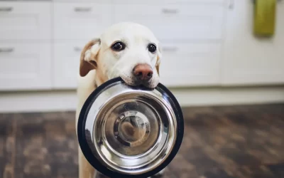 Benefits of Getting Your Dog Food Online