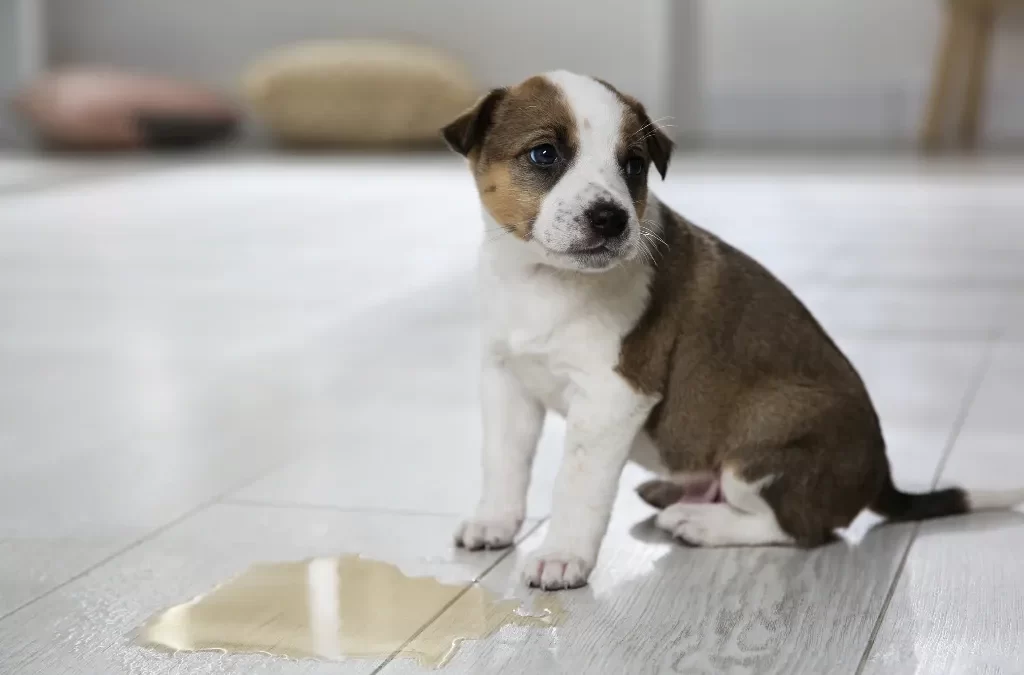 5 Tips for Potty Training Your Dog